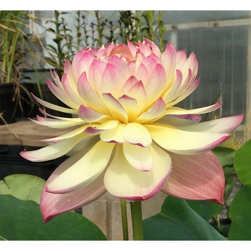 Hạt Sen Đủ Màu Như Hình