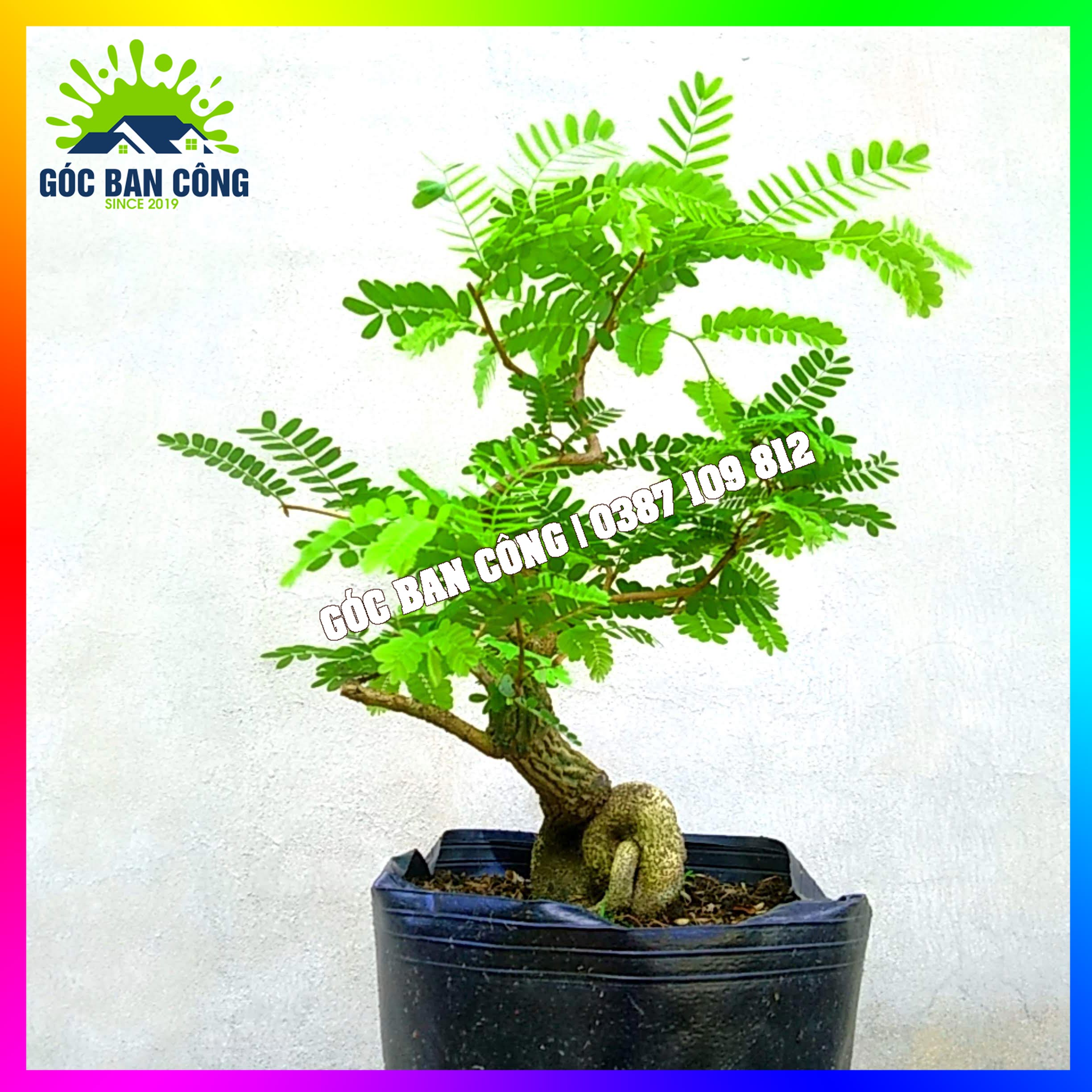 Cây Me Bonsai Mini - MCBS05