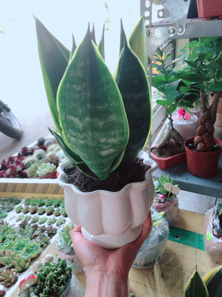 Chậu lưỡi hổ hoàng kim