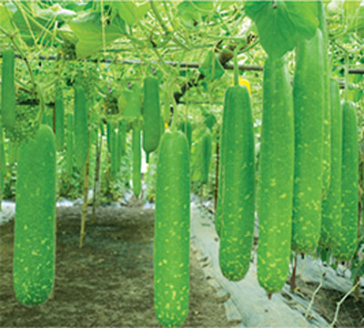10 HẠT GIỐNG BẦU SAO NGẮN CAO SẢN