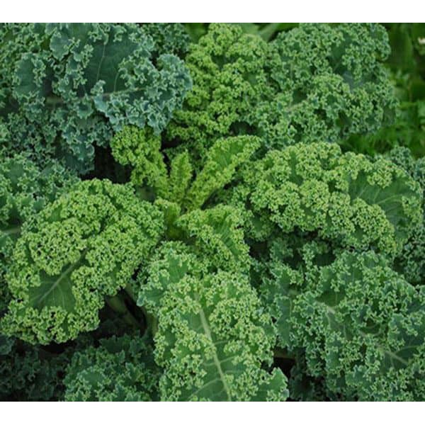 Hạt giống Cải xoăn KALE, đóng gói 2gr