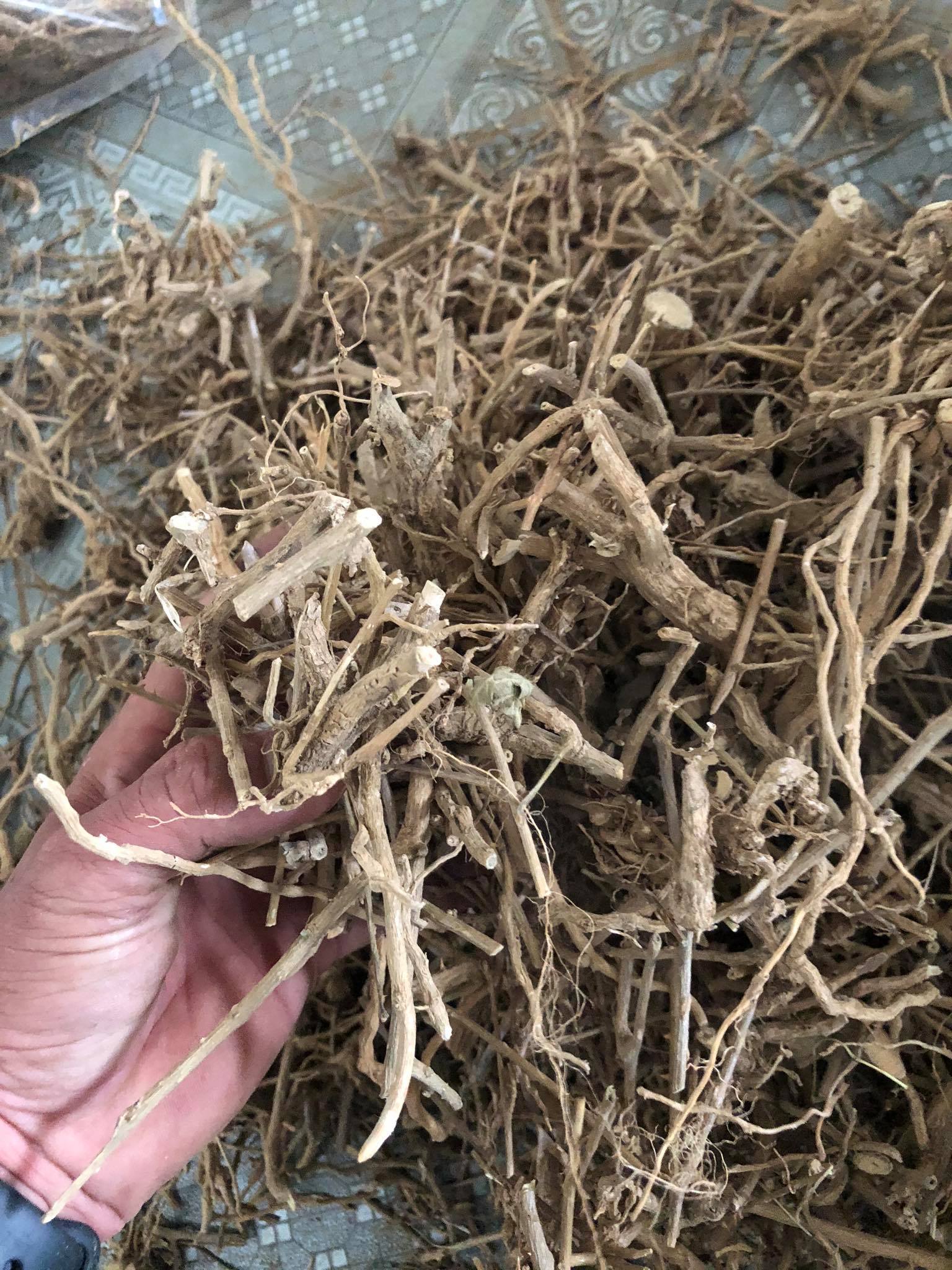 RỄ CÀ GAI LEO