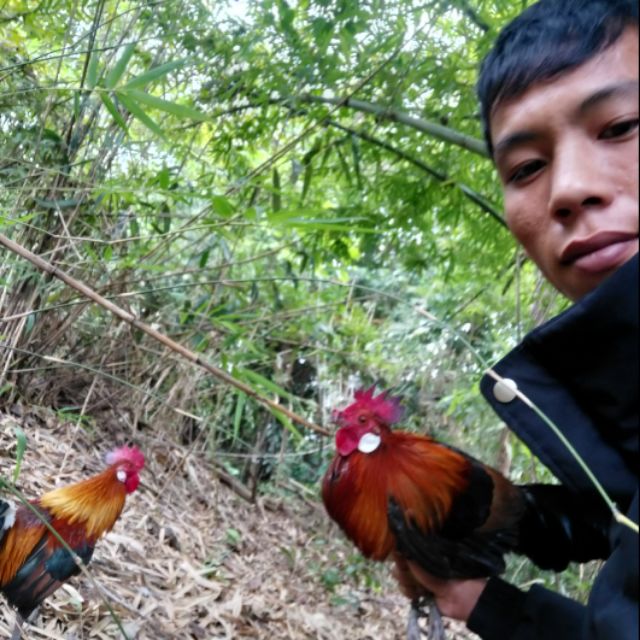 giò bẫy gà rừng