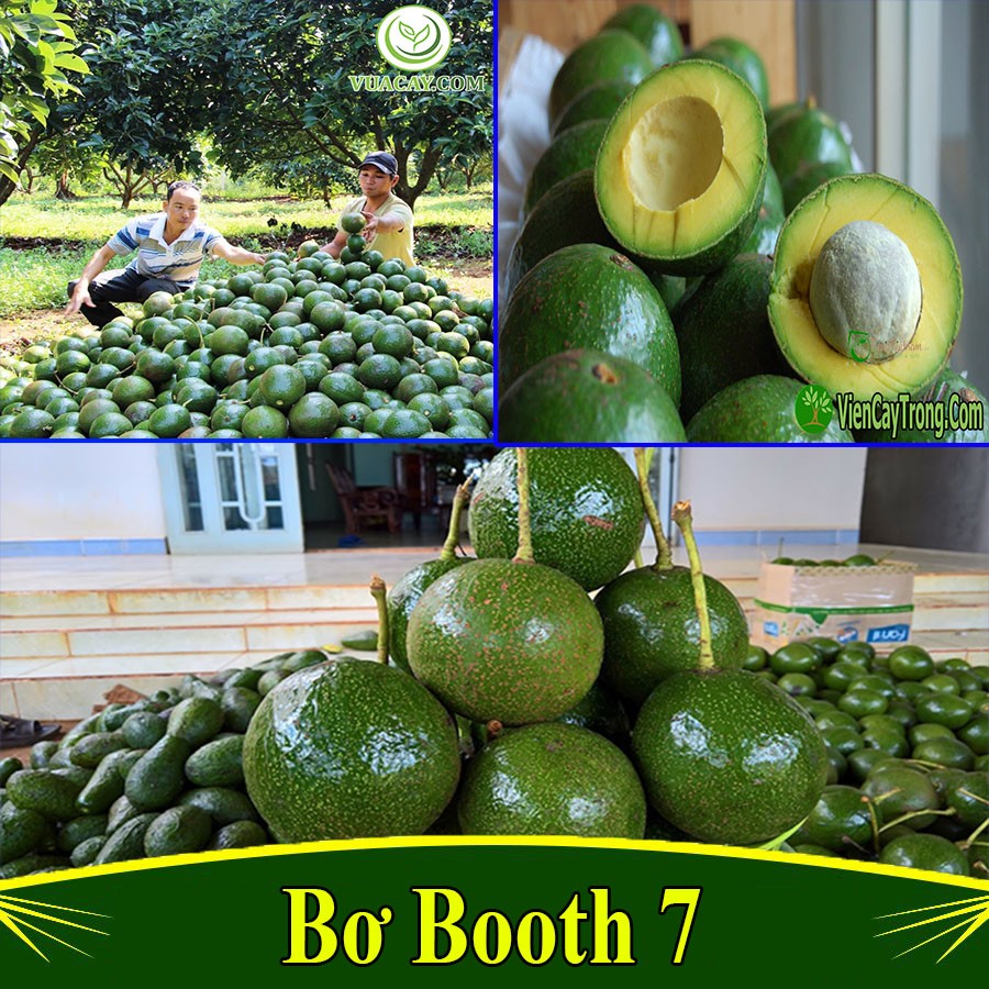 CÂY GIỐNG BƠ SÁP BOOTH 7 chuẩn giống