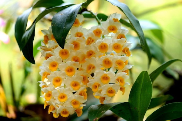 HOA LAN KIỀU