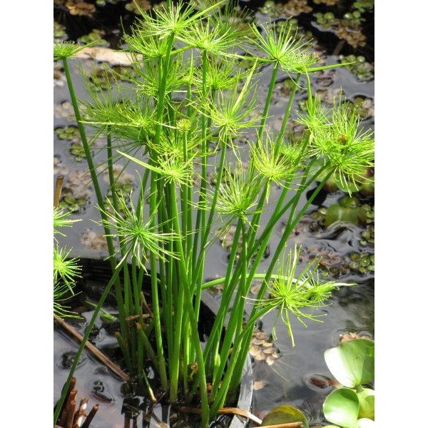Cây thủy trúc - Cyperus alternifolius