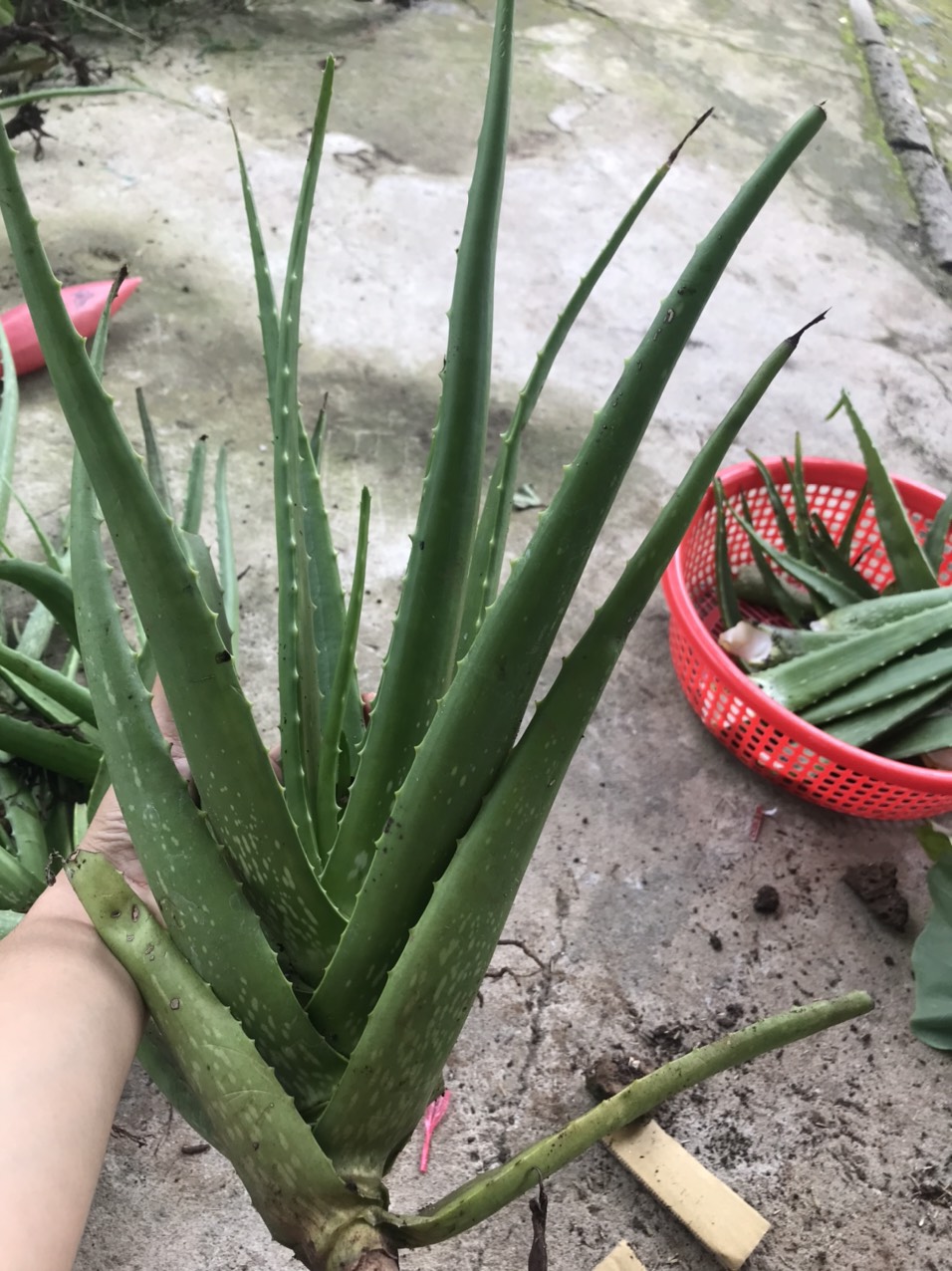 Cây Nha Đam 800gr - 1kg