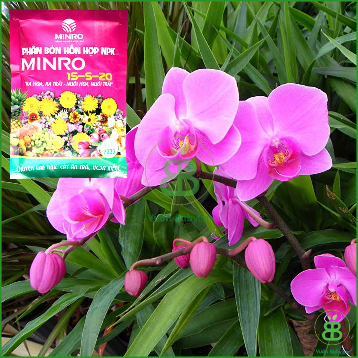 Phân NPK Minro 15-5-20 Kích Ra Hoa, Ra Trái  200GR