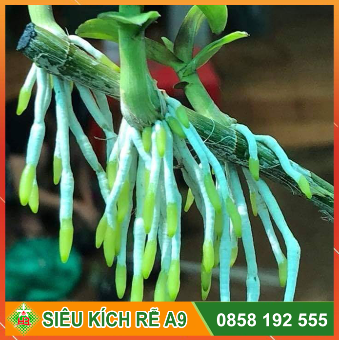 Chế phẩm siêu kích rễ A9 Ngọc Linh