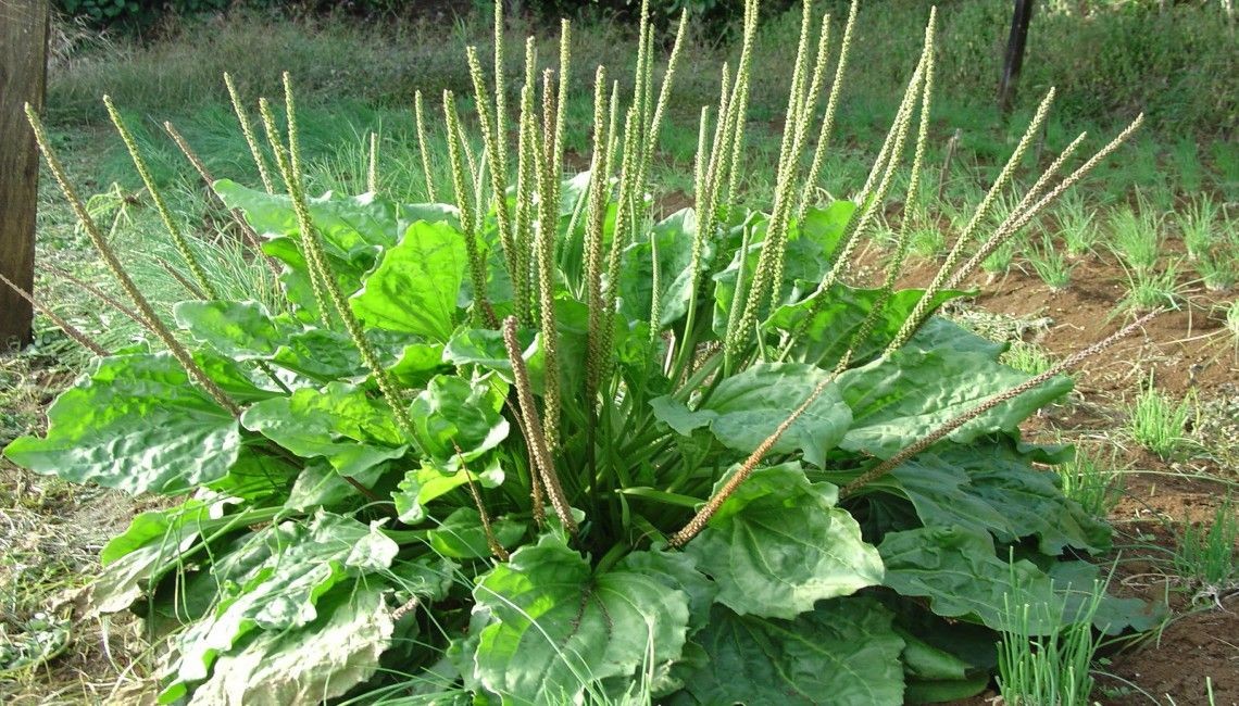 Combo of 3 Packs of Ma Di Seeds (Ma Di Xa Money Tree Seeds)