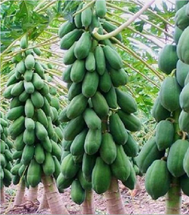 Hạt Giống Đu Đủ Siêu Ngọt Gói - gói 20 Hạt