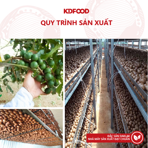 Hạt Mắc Ca Sạch ĐắkLắk - Macca Nứt Vỏ Tây Nguyên (250g/túi)