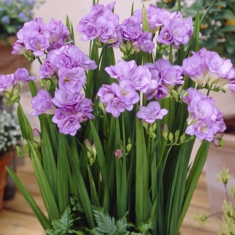 Purple South African Orchid Bulbs - 1 Bulb