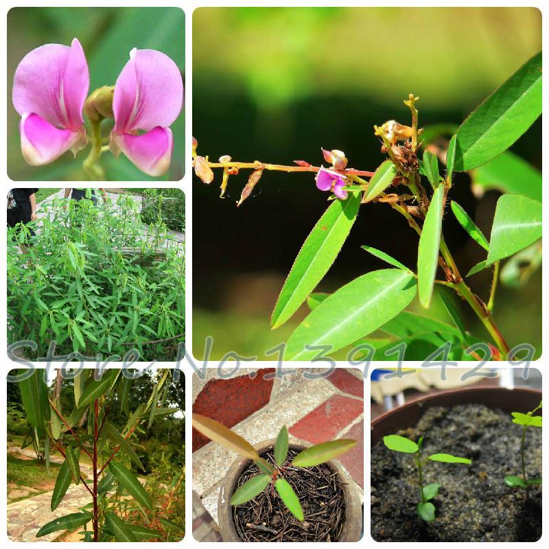 [Mới] - Hạt giống nhảy múa  giá rẻ