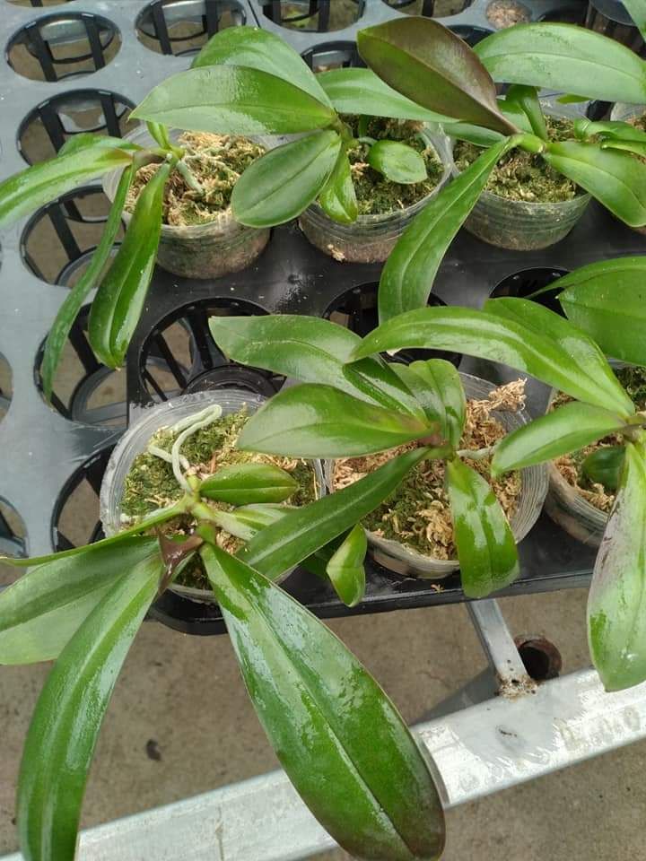Lan Hồ Điệp Giống ( combo 5 cây)