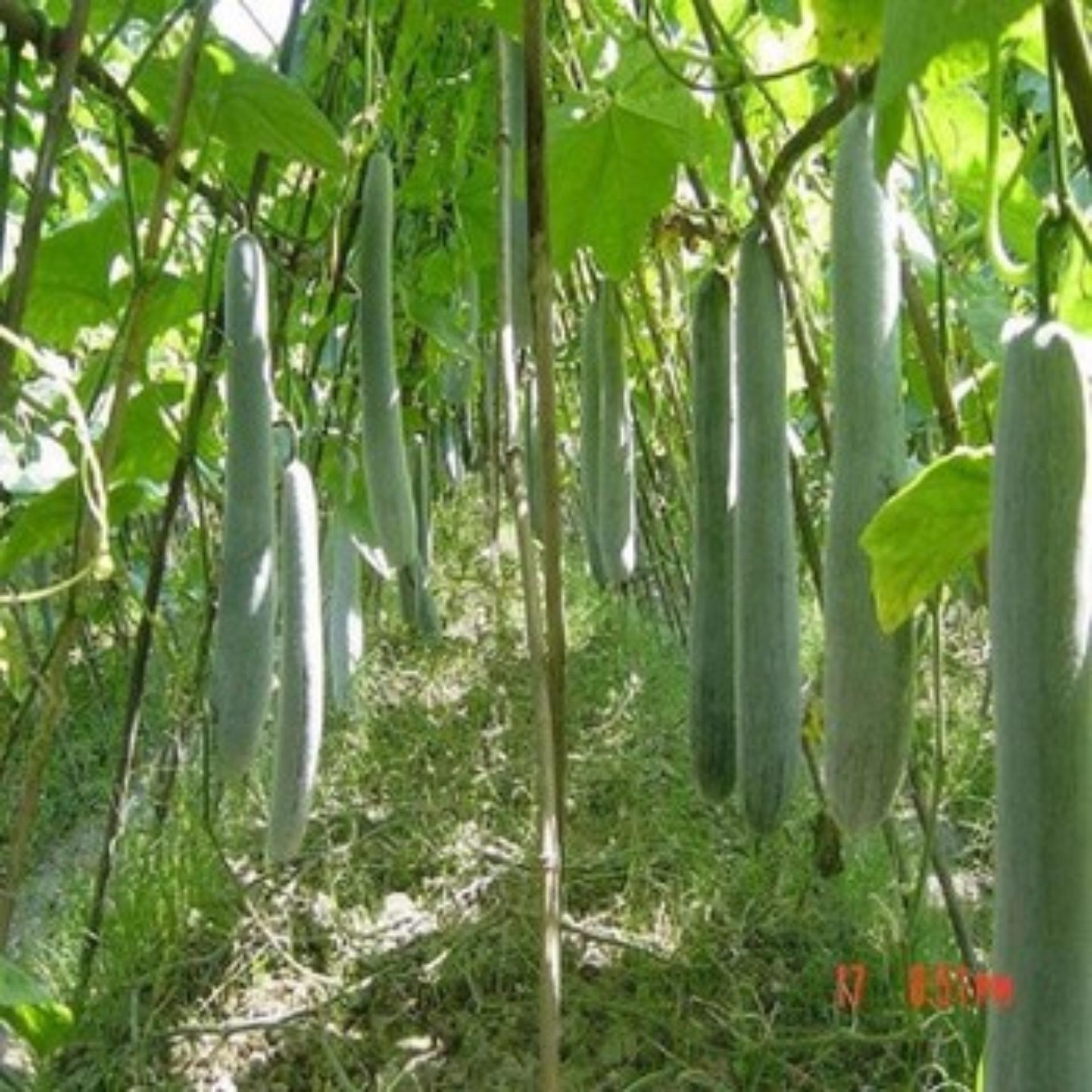 2g Hạt giống Bí sặt (tặng Kích nẩy mầm, Hướng dẫn ươm)