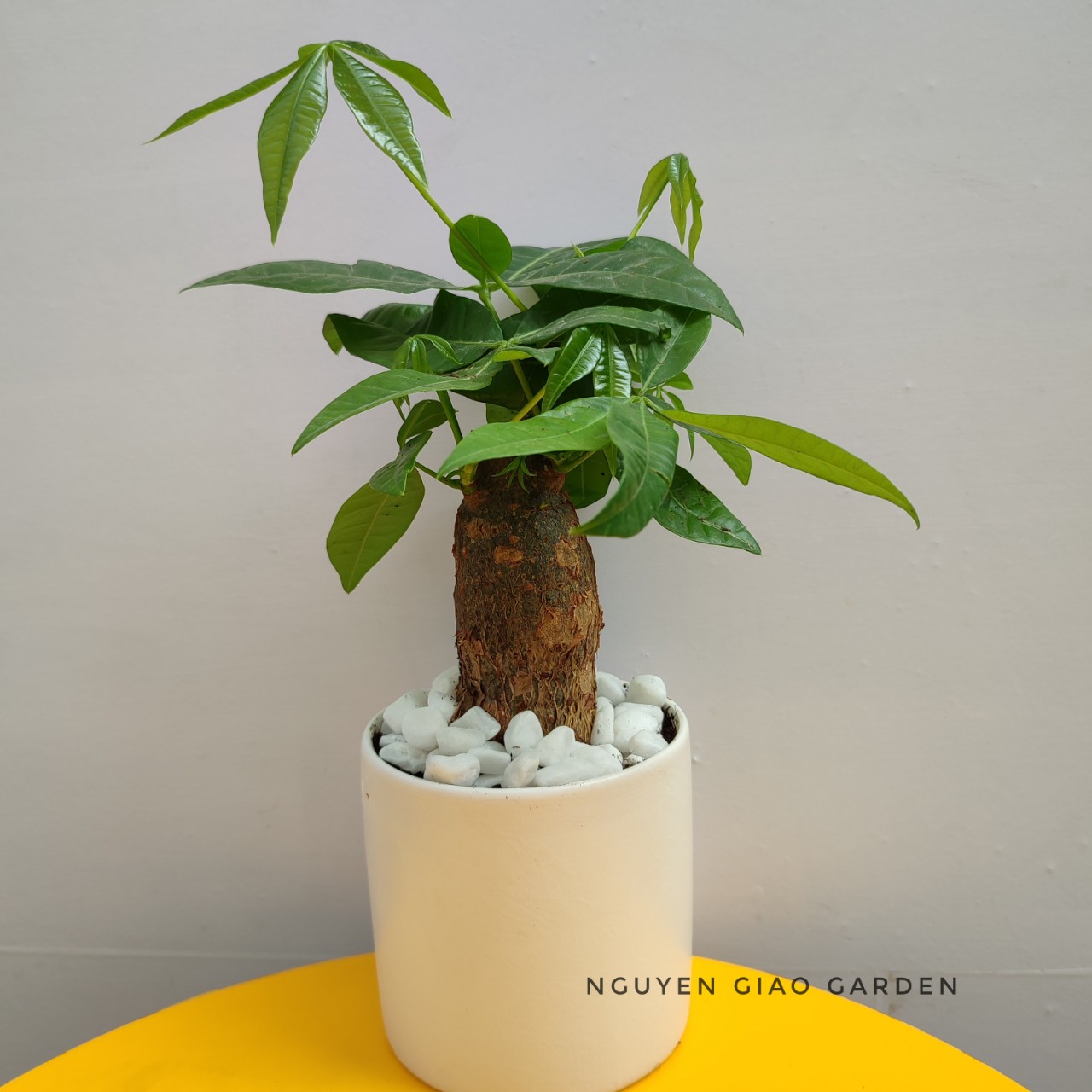 Cây kim ngân chậu sứ trụ trắng để bàn