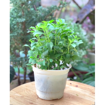 Chậu cây cỏ ngọt - cúc ngọt - Stevia - Trang Flowers