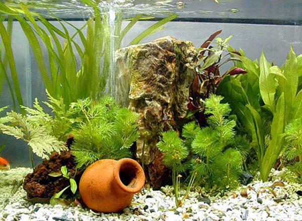 Phân tan chậm thủy canh (24 viên/ gói) GIÁ TỐT