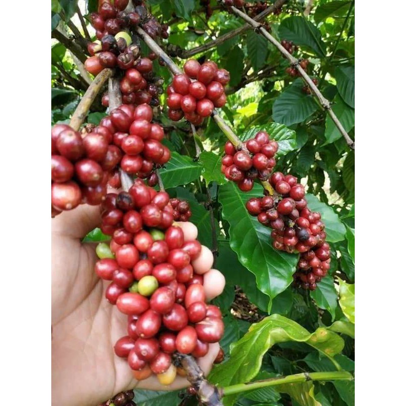 600g Cà Phê Nhân robusta (Hạt Nhân Xanh)