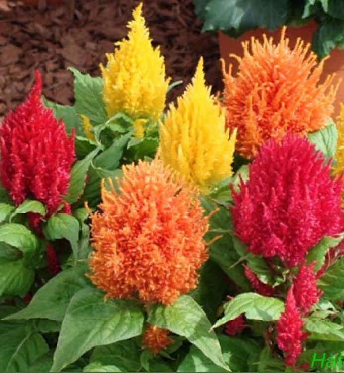 Mixed Color Fire Cockatoo Flower Seeds - Pack of 100 Seeds - Vtnt1