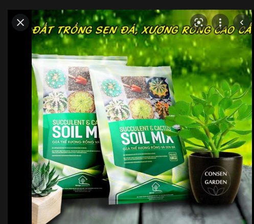 Đất Trồng Xương Rồng Và Sen Đá Soil Mix ( Túi 6Kg )