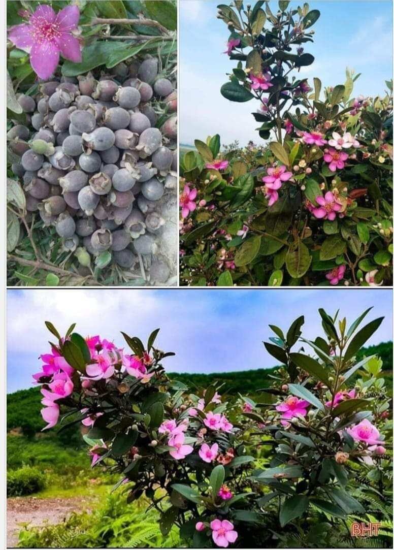 cây giống sim rừng