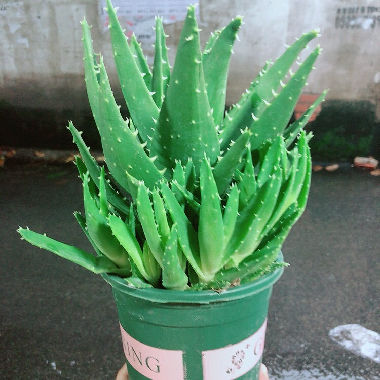 Chậu Nha Đam Kiểng