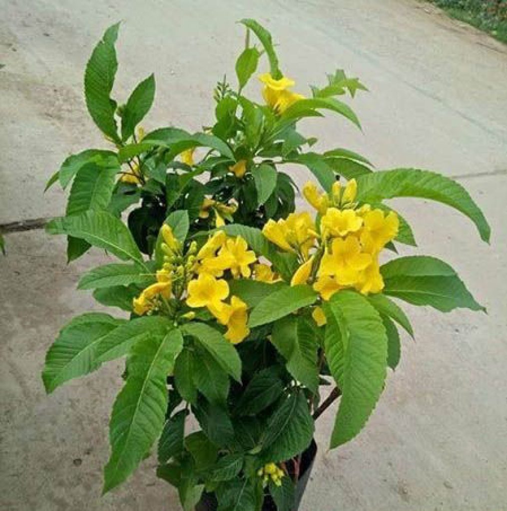 Chuông Vàng Hoàng Yến - Cây Cảnh