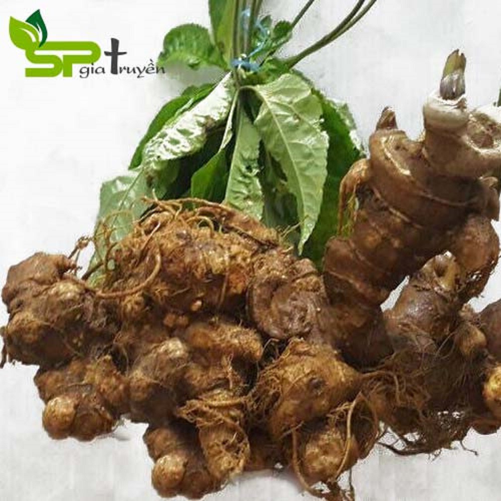 cây giống sâm ngọc linh
