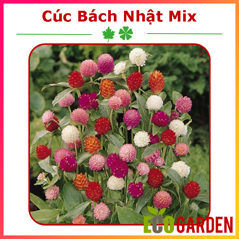 Hạt giống hoa cúc bách nhật nhiều màu