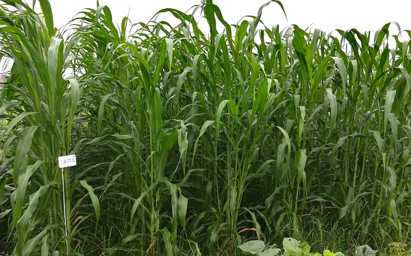 100g Hạt giống cỏ chăn nuôi Sudan lai