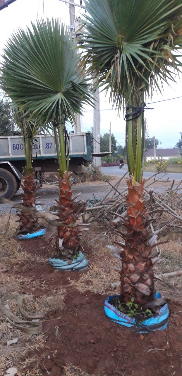 Hạt giống cây cọ mỹ ( Pritchardia filifera ) - gói 3 hạt