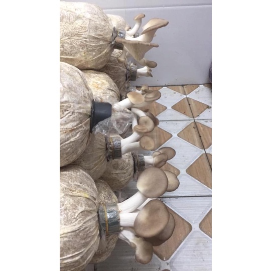 Phôi nấm Bào ngư (1 kiện 12 bịch phôi)