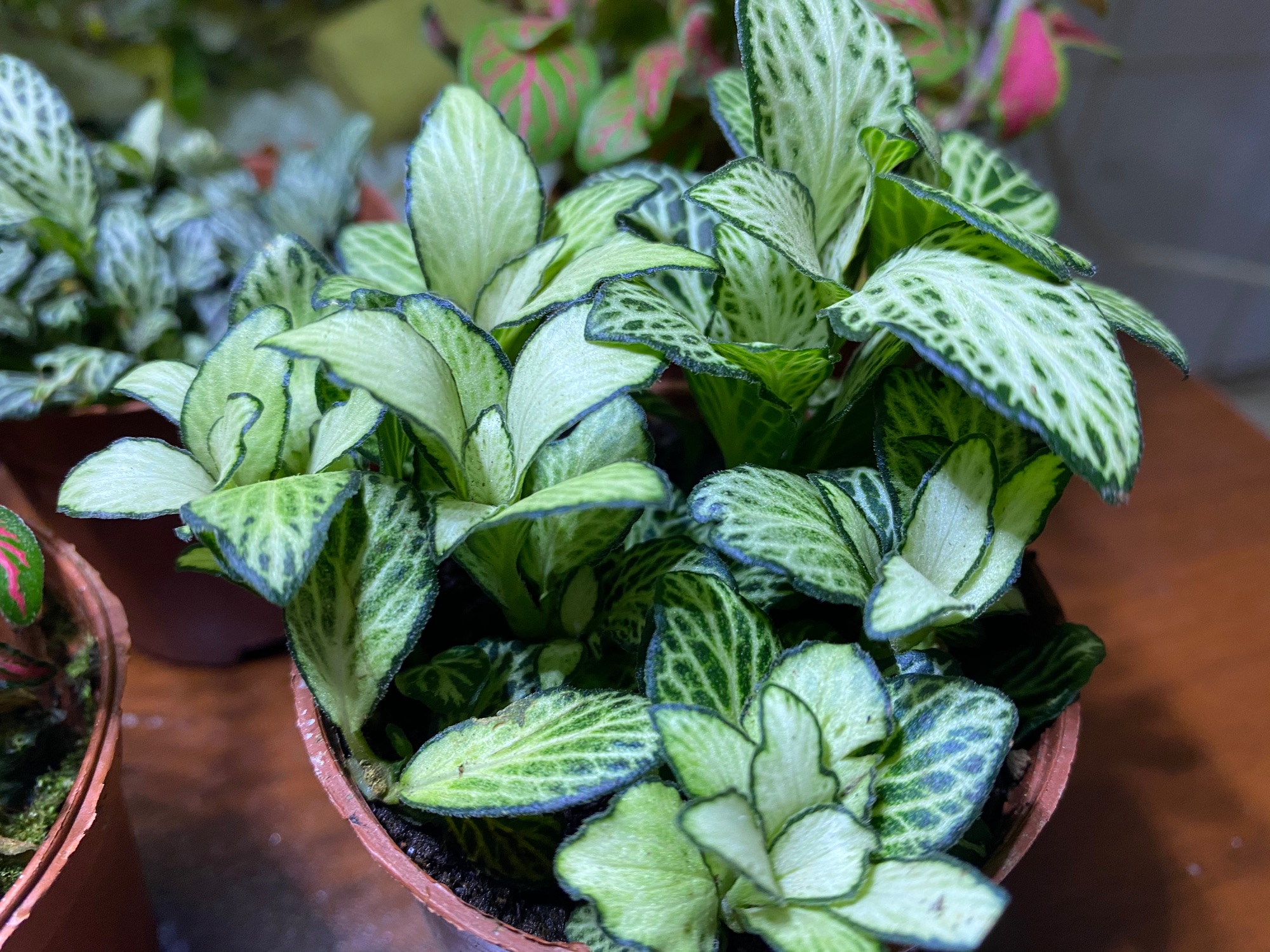 LÁ MAY MẮN FITTONIA - GIÁ SIÊU RẺ