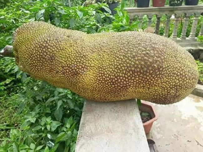 Mít quả dài malaisia