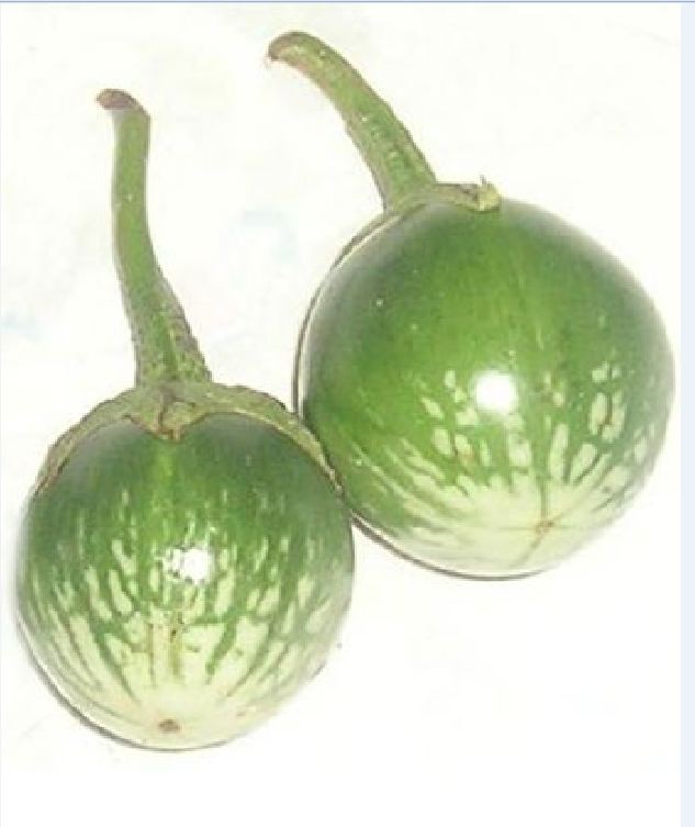 " Gói 0,5gram "Hạt giống cà bát da ếch [Seeds]