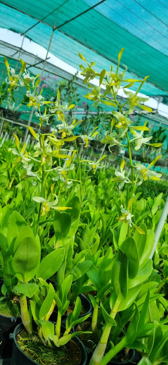 Denro Móng Rồng