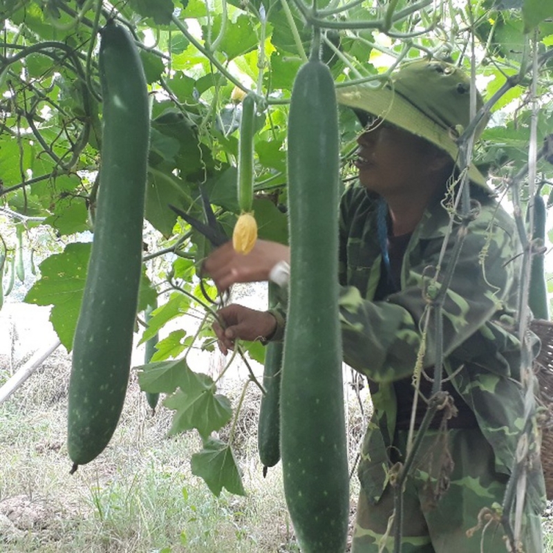 Hạt giống bí xanh dài ( bí sặt ) 1 gói 30 hạt