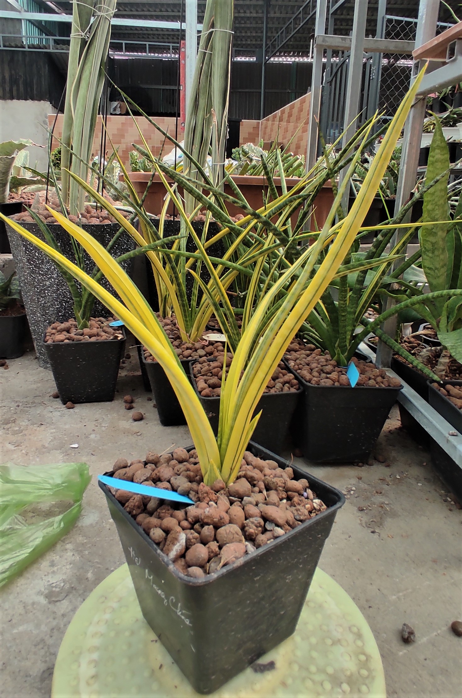 Cây lưỡi hổ - Sansevieria Stella Var