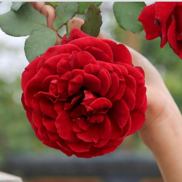 Combo 05 Gốc Hoa Hồng Ngoại Đủ Màu