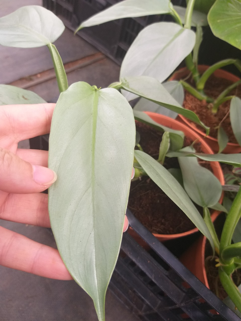 Trầu bà bạc Philodendron Hastatum