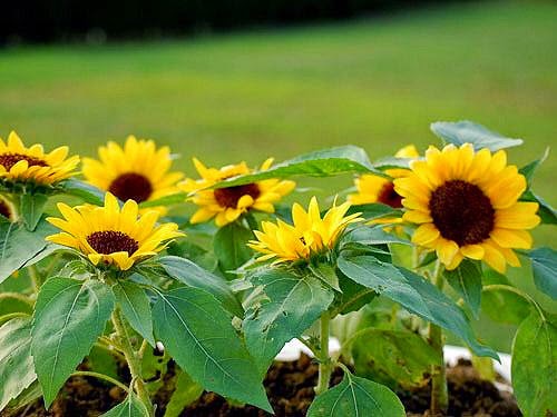 Hạt Giống Hoa Hướng Dương Lùn (Gói 50 hạt)