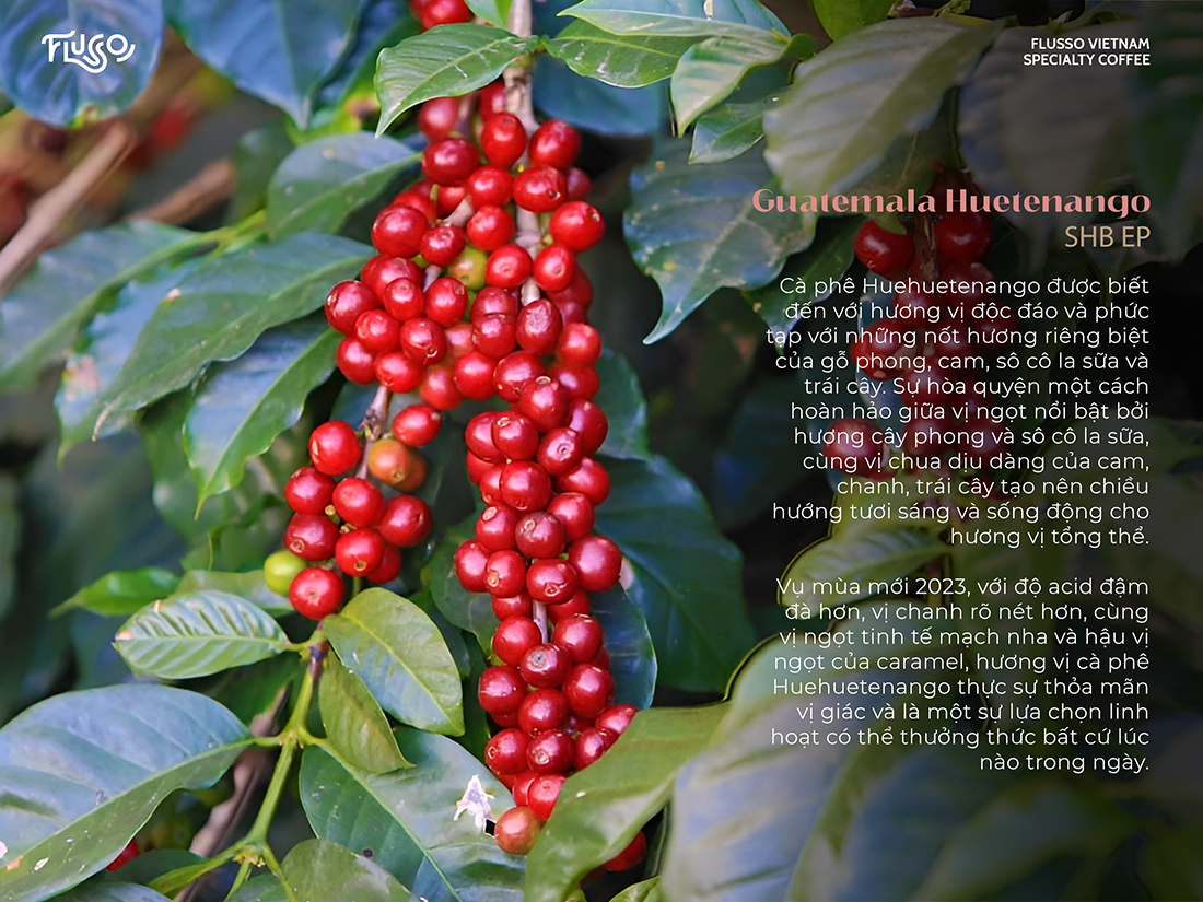 Cà phê Specialty Guatemala Huetenango Misty Mountain