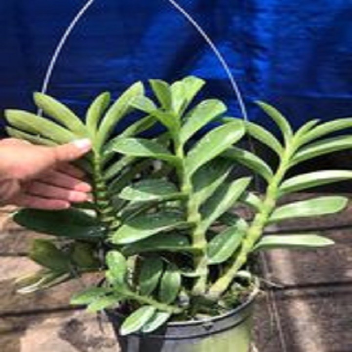 Hoa lan trầm tím thái lan ( cao 25cm, cây to đẹp, chất lượng)