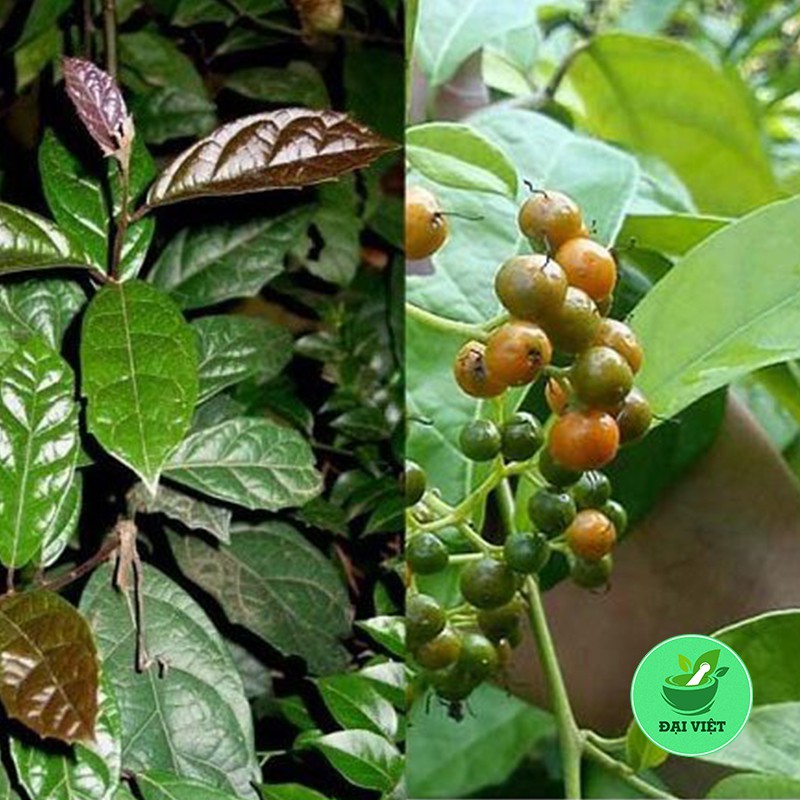 Cây xạ đen Hòa Bình hàng loại 1 [1KG]