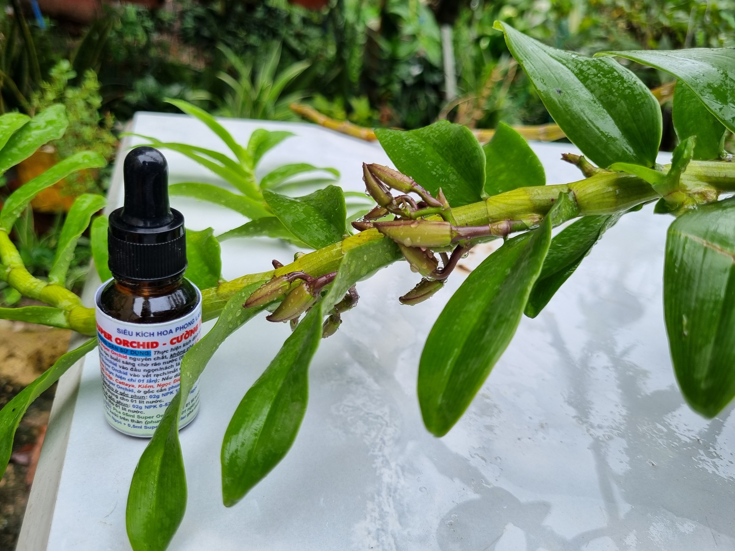 Siêu kích hoa lan super orchid - cd lọ 15ml
