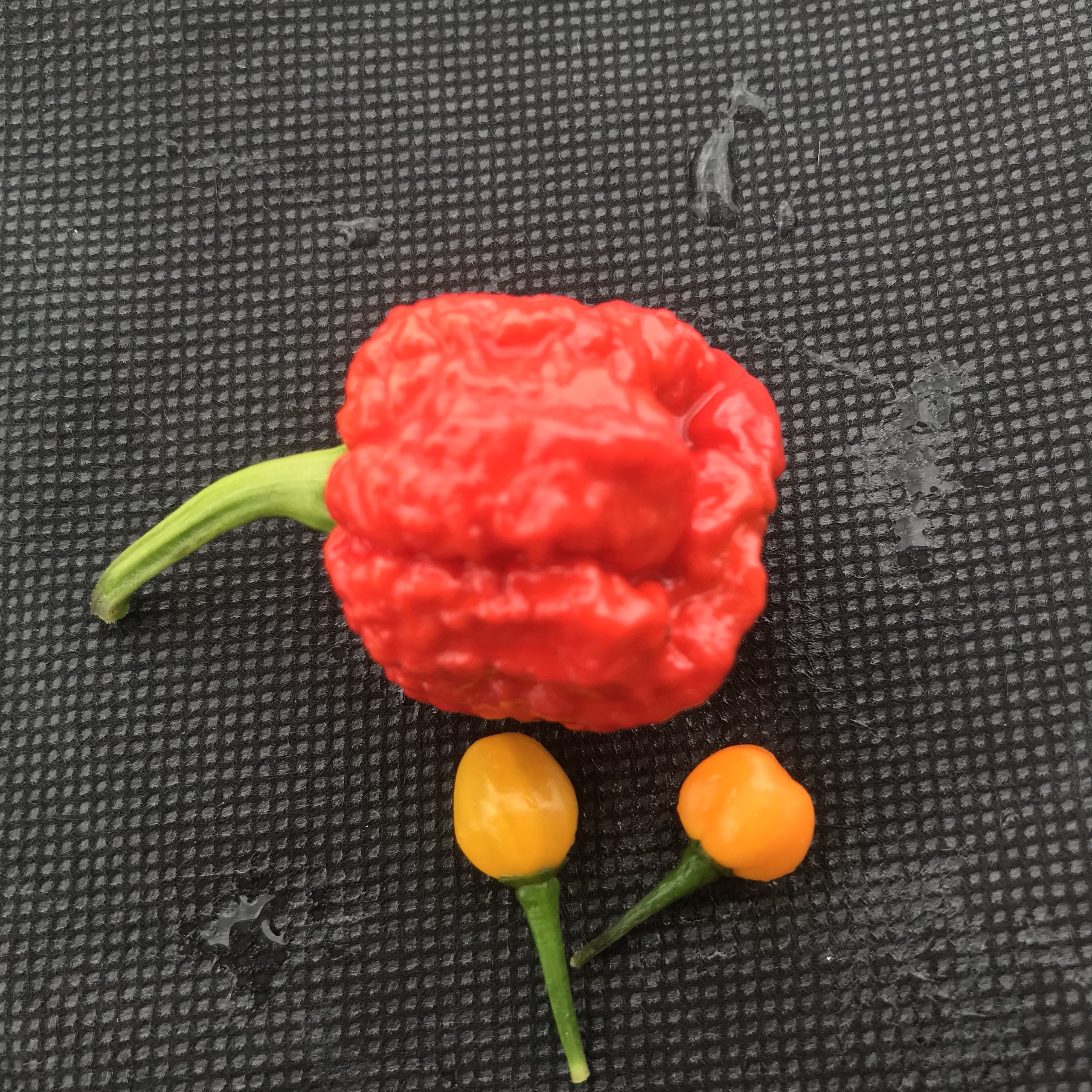 Hạt ớt giống Carolina Reaper Red