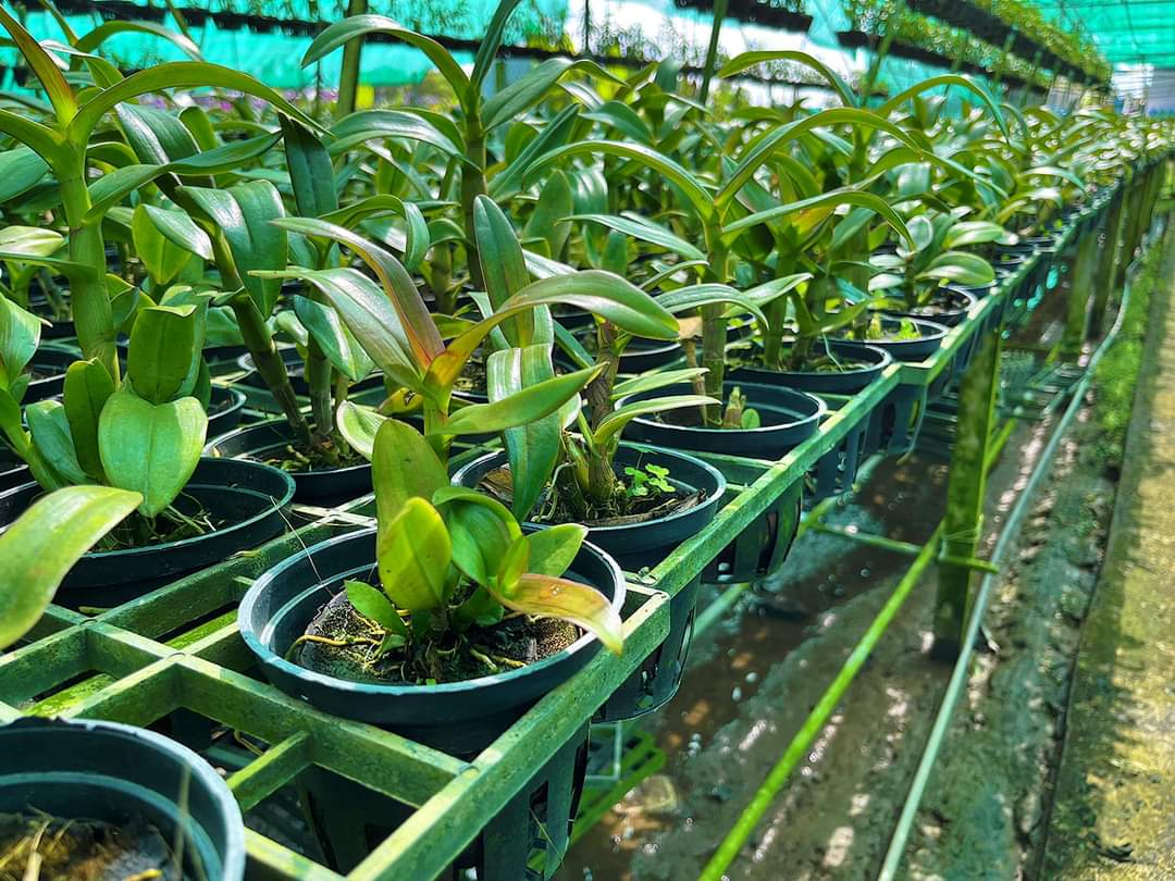 HOA LAN ĐỎ TÍM CHỚP XỔ 5%