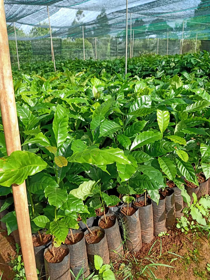 CÂY GIỐNG CÀ PHÊ TS5 (CAFE XANH LÙN TRƯỜNG SƠN TS5)